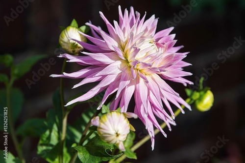 Close-up of a pink Ball Dahlia. Flower in the Light of the Morning Sun. View to blooming Dahlia Flowers in the Summertime. Flowering Dahlias and Ornamental Flowers.