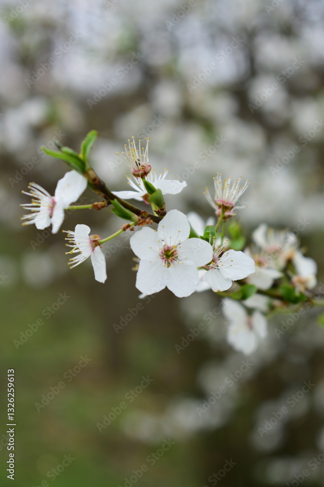 apple tree blossom
