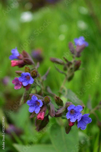Wallpaper Mural purple flowers in the garden Torontodigital.ca