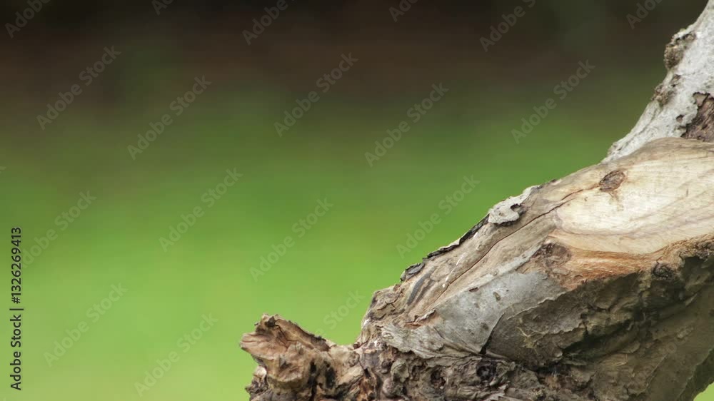 Grey Squirrel Eating Perched On A Tree Trunk Then Climbs Away Daytime Garden Close Up Borehamwood Hertfordshire UK Grey Squirrel Eating Perched On A Tree Trunk Then Climbs Away Daytime Garden Close Up Borehamwood Hertfordshire UK