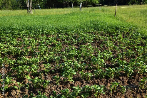Fototapeta Naklejka Na Ścianę i Meble -  Potato field in Poland