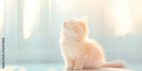 朝の光を浴びてリラックスする子猫