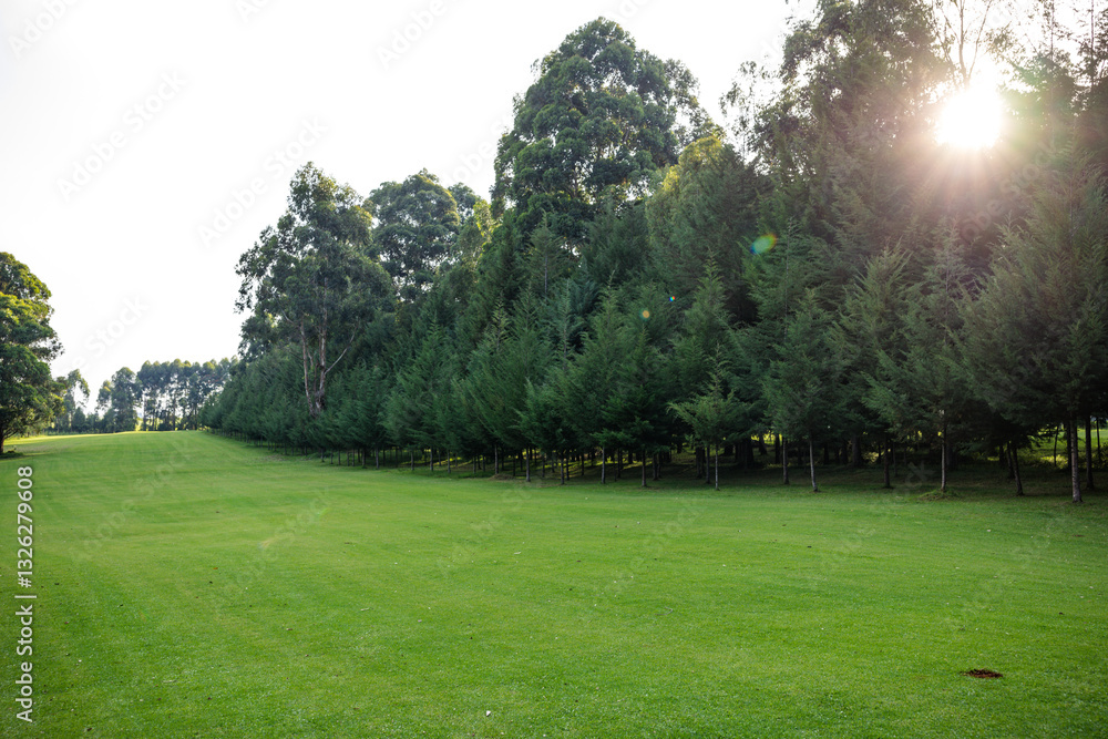 Obraz premium path in the park