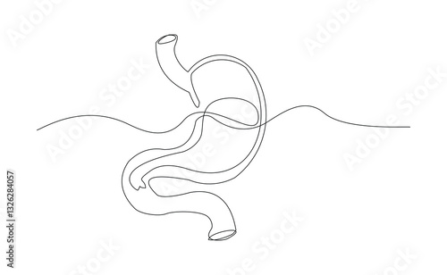 Continuous line of human stomach abdomen organ body anatomy biology single sketch drawing vector illustration