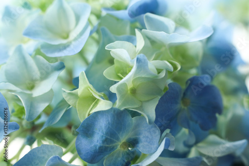 Beautiful blue hydrangea flowers, closeup of photo