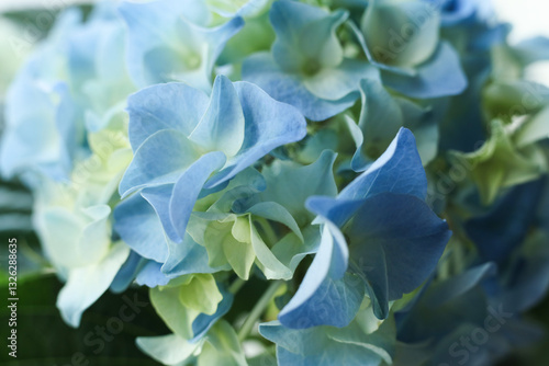 Beautiful blue hydrangea flowers, closeup of photo