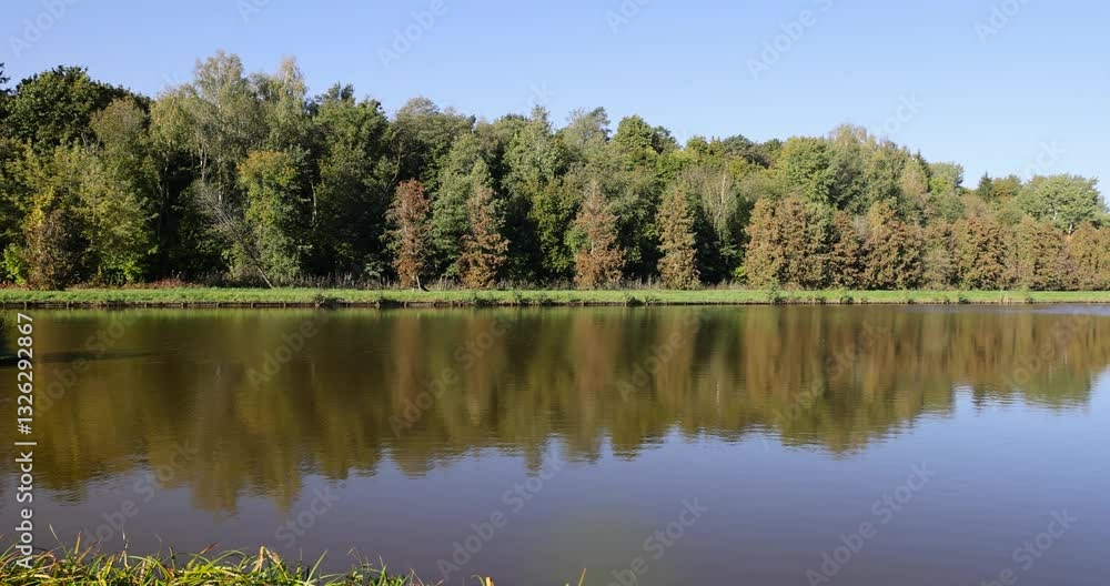 a lake with trees growing on the shore, which are reflected in the water, a mixed forest in autumn on the banks of a river or lake a lake with trees growing on the shore, which are reflected in the water, a mixed forest in autumn on the banks of a river or lake