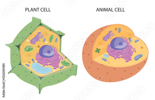 Animal and plant cells differ and they have similarities