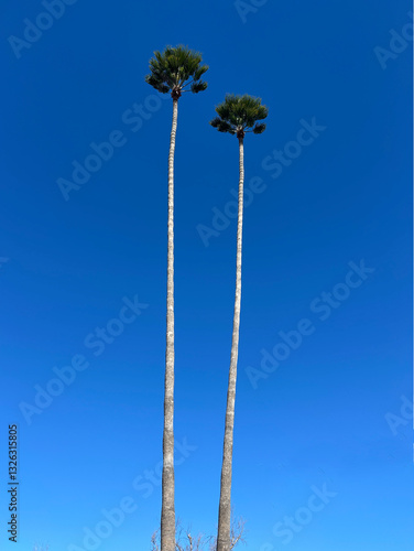 Sky palms