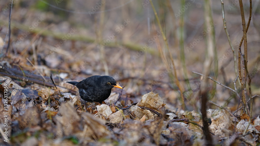 Obraz premium blackbird in the winter looking