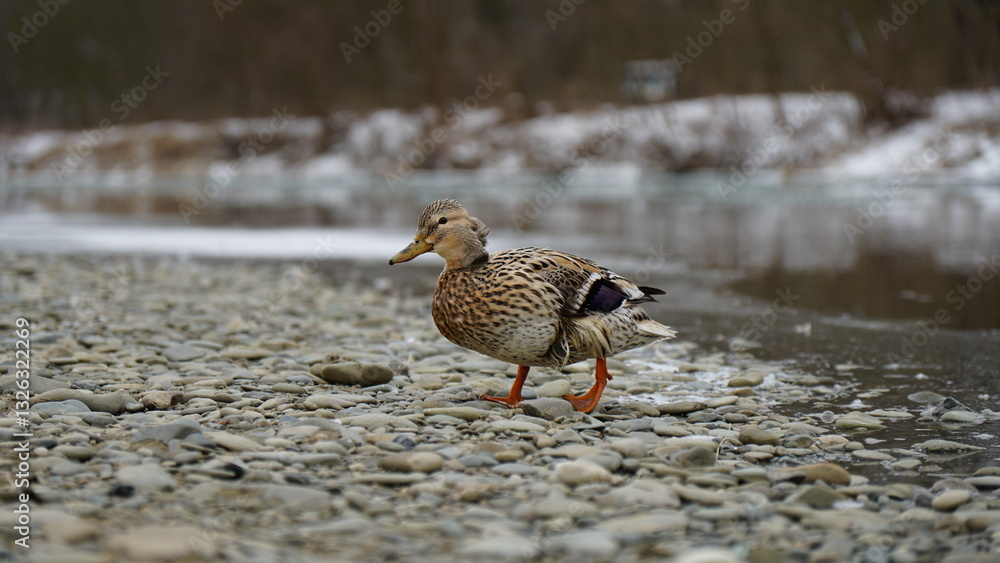 duck walking in the winter duck walking in the winter