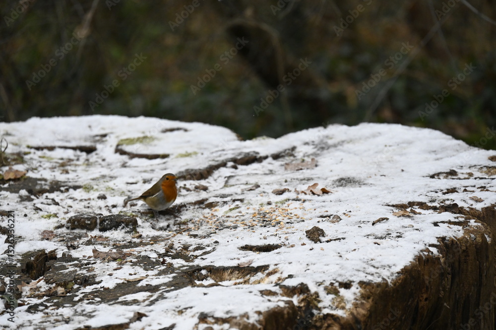 Fototapeta premium petit oiseau dans la neige