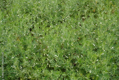 The lentil plants are full with its tiny white flowers 