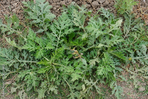 Parthenium hysterophorus, commonly known as congress grass or carrot grass has found on the ground 