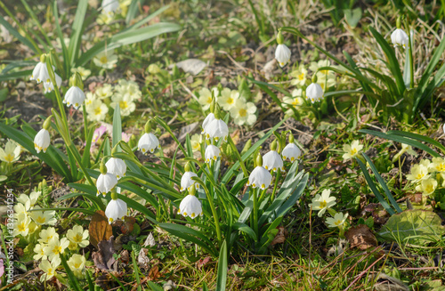 Blooming snowdrops Spring snowflake Leucojum vernum, also known snowbells
