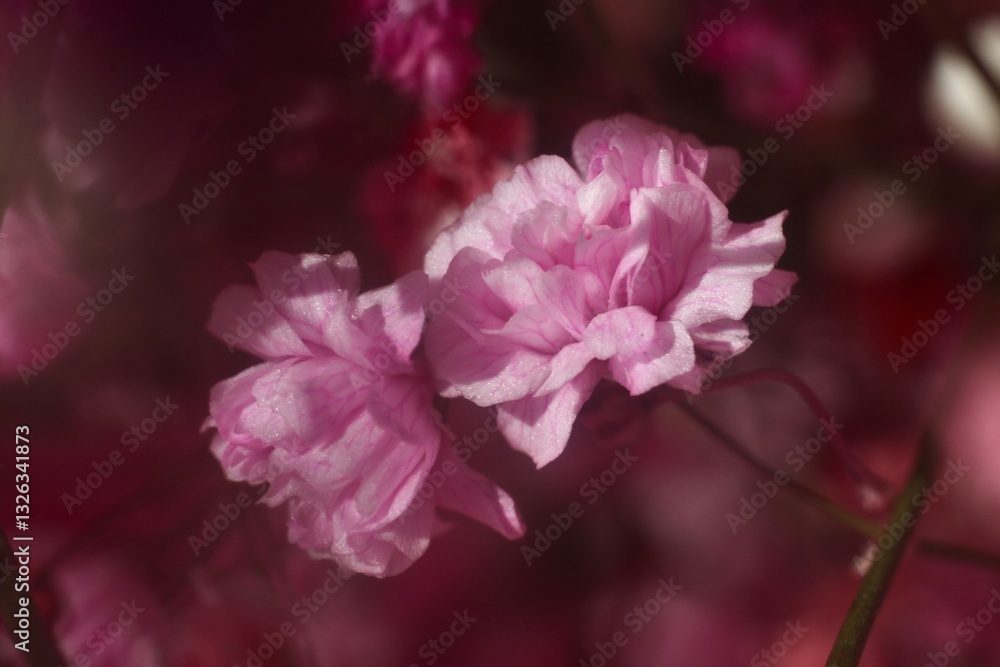 Close-up view of pink and white baby's breath flowers. Delicate flowers blooming in the soft light Close-up view of pink and white baby's breath flowers. Delicate flowers blooming in the soft light