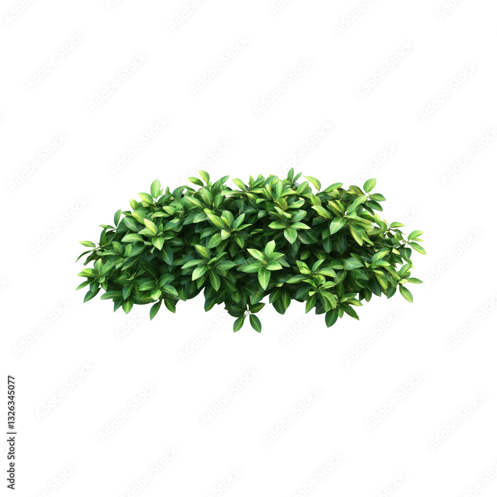 This bush features dense, vibrant green leaves, ideal for adding natural elements in various design projects or backgrounds. This bush features dense, vibrant green leaves, ideal for adding natural elements in various design projects or backgrounds.