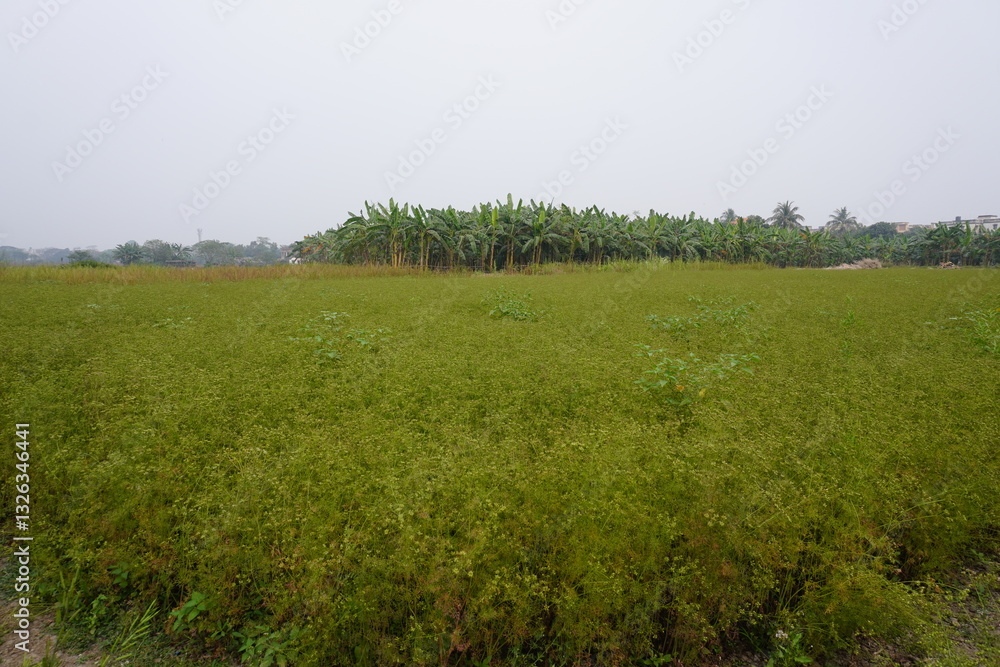 The green lentil field beside the banana garden with clear blue sky background The green lentil field beside the banana garden with clear blue sky background