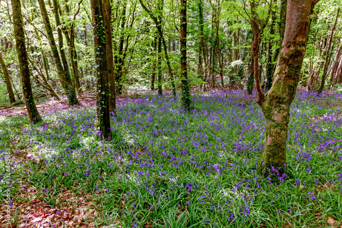 Bluebell blossom in the forest, Ireland
