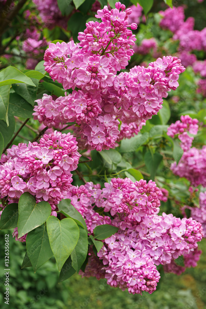 Obraz premium Blooming purple lilac flowers in sunny day in garden, close up, macro background with copy space. Gardeing, plant breeding. Spring wallpaper, floral backdrop.