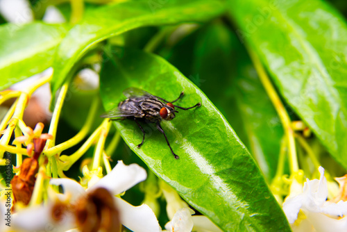 Fly on a leaf