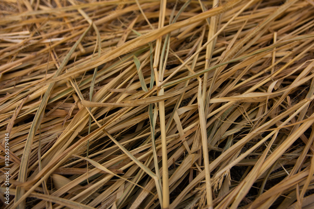 dry grass texture. Straw texture. Straw background dry grass texture. Straw texture. Straw background