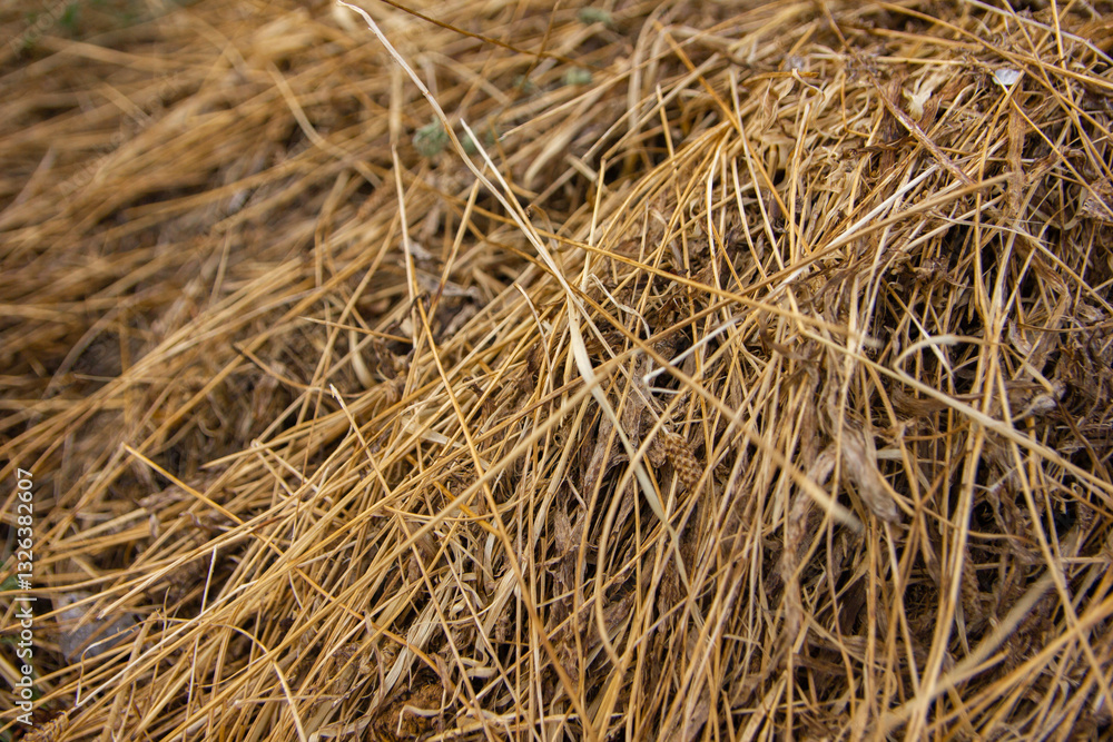 dry grass texture. Straw texture. Straw background dry grass texture. Straw texture. Straw background
