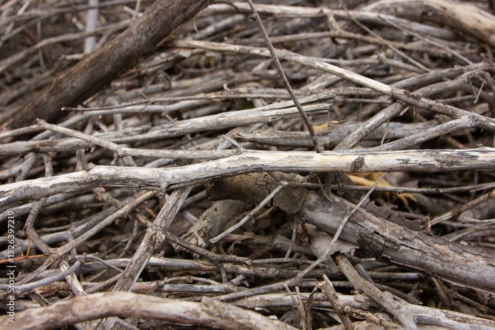 Texture of small tree branches. Pile of wooden branches Texture of small tree branches. Pile of wooden branches