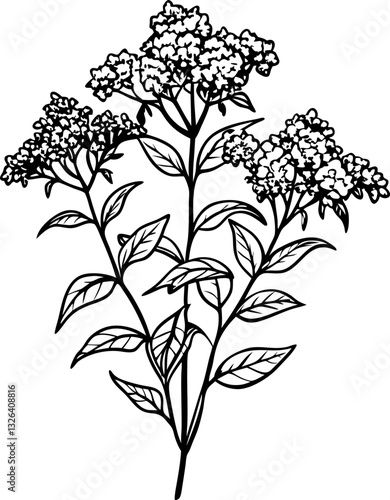detailed botanical illustration of a flowering plant with intricate leaves and blossoms