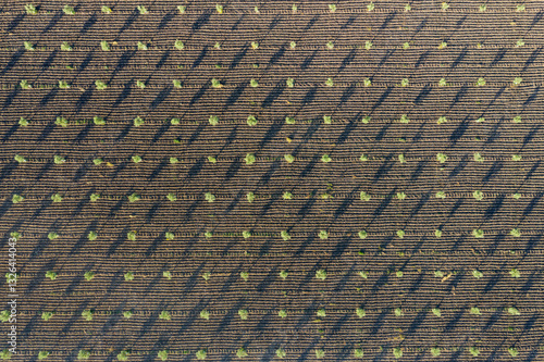 Aerial view of olive trees in a beautiful agricultural field with natural patterns, Cordoba, provincia de Cordoba, Spain.