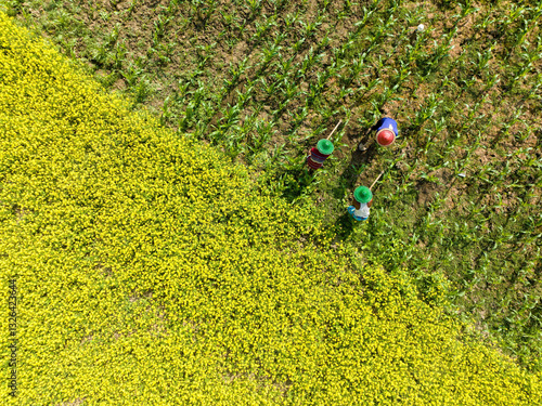 Aerial view of lush green agricultural fields with crops and farmers working, Magura Binod, Tarash, Rajshahi, Bangladesh. photo