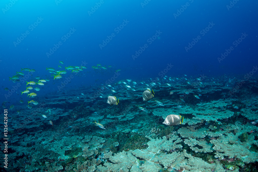 Fototapeta premium ユウゼンとウケクチイットウダイ 小笠原 東京都