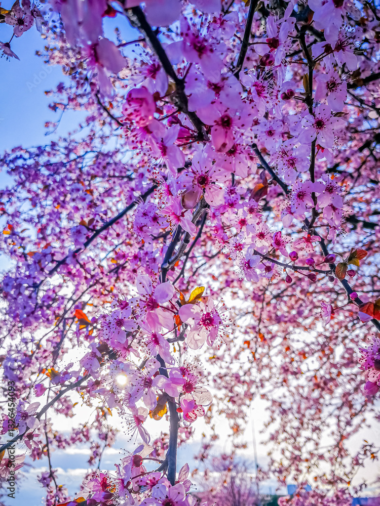Background with branches with pink flowers of decorative tree Background with branches with pink flowers of decorative tree