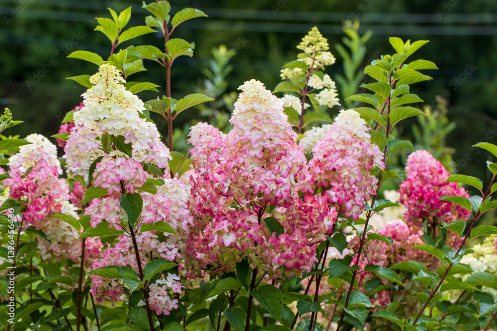 Obraz premium Hydrangea paniculata sort Fraise Melba hydrangea with pink flowers blooms in the garden in summer