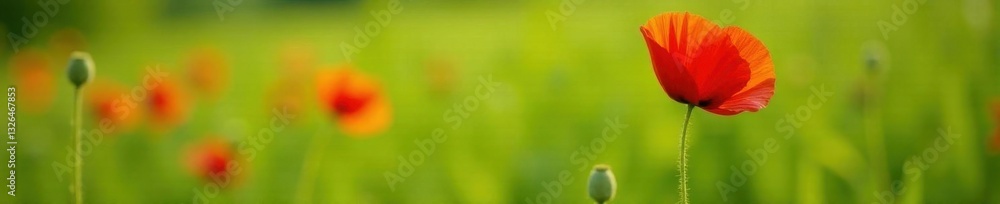 Fototapeta premium Single red poppy, vibrant petals, green field, poppy, color