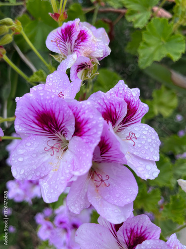 Water dropped flowers