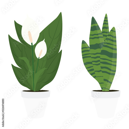 Potted houseplants peace lily and snake plant isolated on white background. Vector