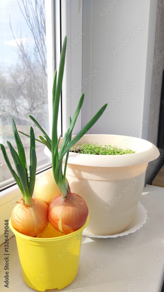 Fototapeta premium vegetable and green seedlings on the window on a sunny day,conscious consumption and a sustainable economy
