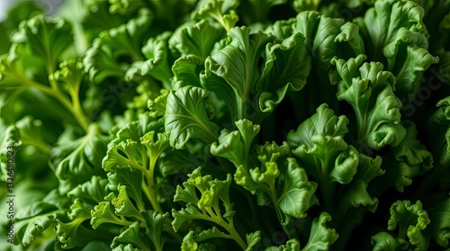 food, tomato, vegetable, vegetables, fresh, healthy, green, pepper, red, salad, diet, vegetarian, lettuce, isolated, tomatoes, onion, cucumber, organic, white, cooking, ingredient, leaf, parsley, heal