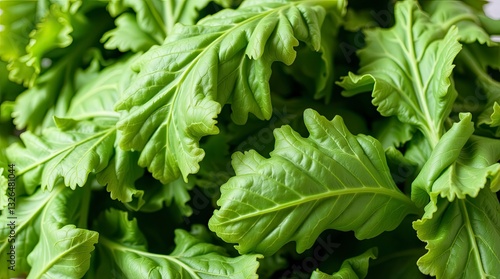 food, tomato, vegetable, vegetables, fresh, healthy, green, pepper, red, salad, diet, vegetarian, lettuce, isolated, tomatoes, onion, cucumber, organic, white, cooking, ingredient, leaf, parsley, heal