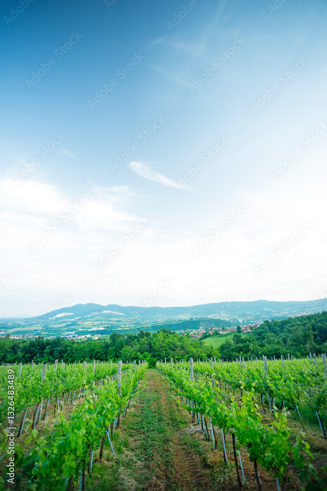 Scenic Vineyard Landscape with Blue Sky Scenic Vineyard Landscape with Blue Sky