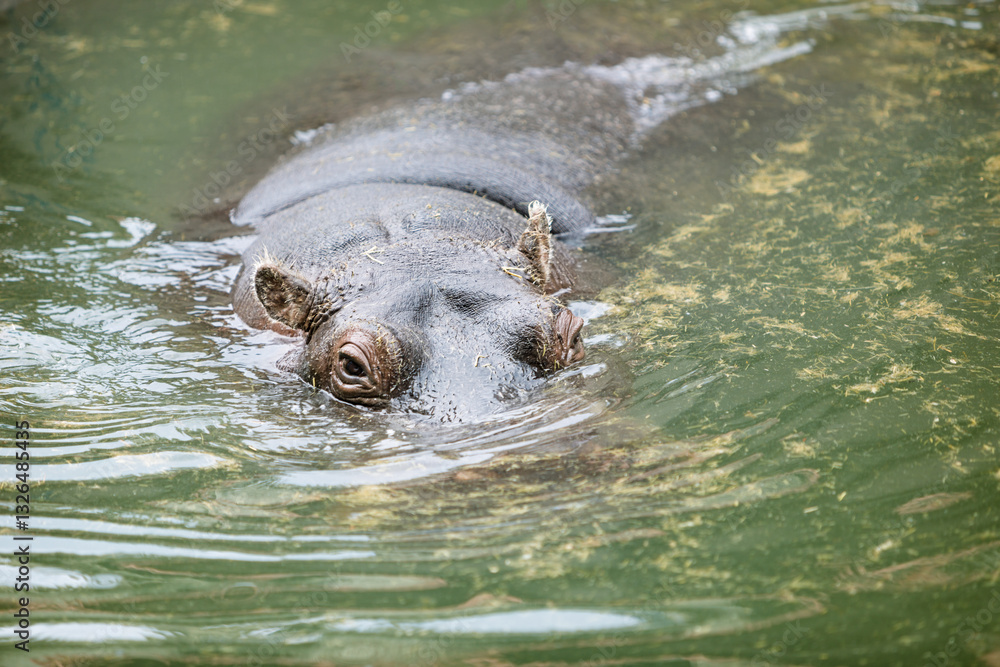 Fototapeta premium Hippo Swimming in Tranquil Water 