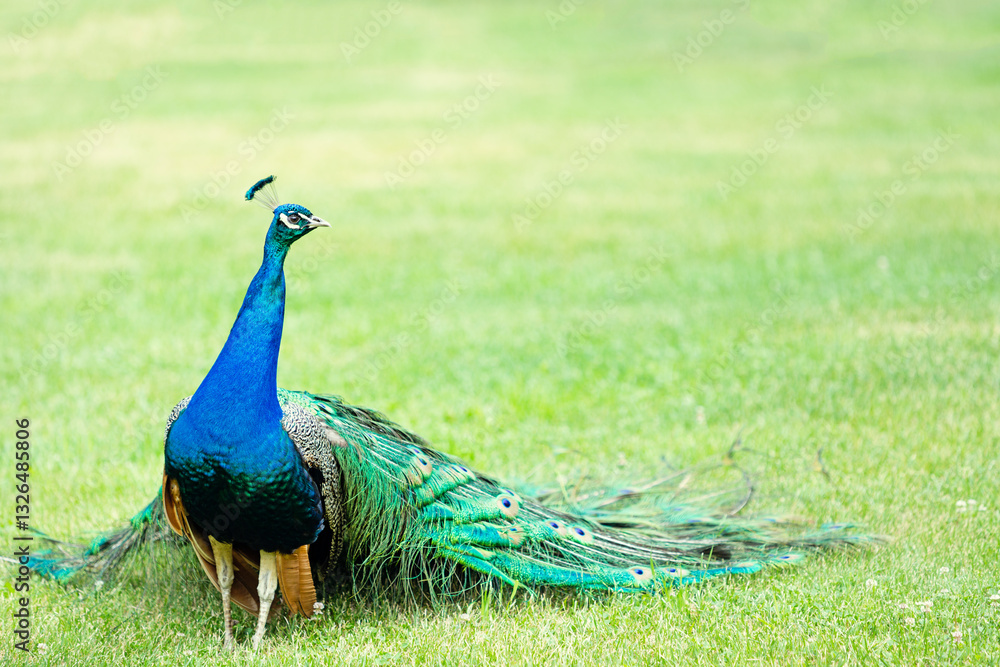 Fototapeta premium Elegant Peacock in Serene Green Landscape 