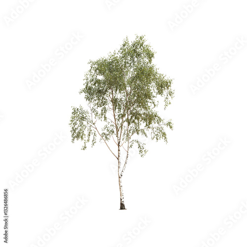 Isolated Young Birch Tree with Green Leaves on a Transparent background