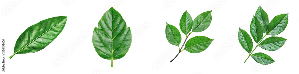 Obraz premium A collection of various green leaves showcasing different shapes and sizes.