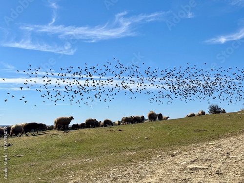  a flock of sheep grazing in the mountains and flock of birds on the background