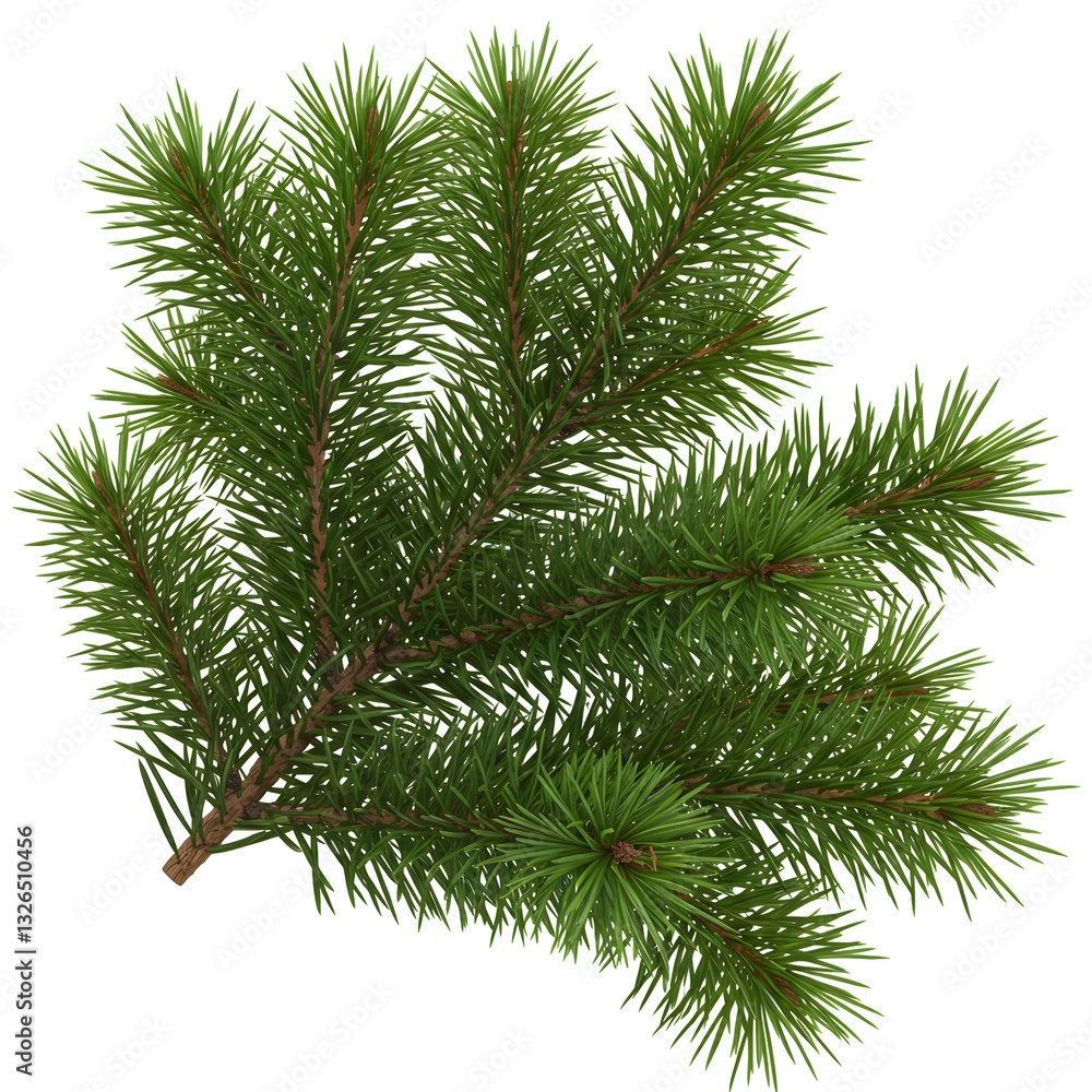 Isolated branch of pine and fir tree with green needles for Christmas and winter decoration