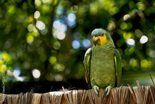 Parrot 
