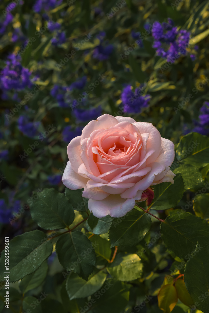 Beautiful rose Clair Renaissance in the garden Beautiful rose Clair Renaissance in the garden