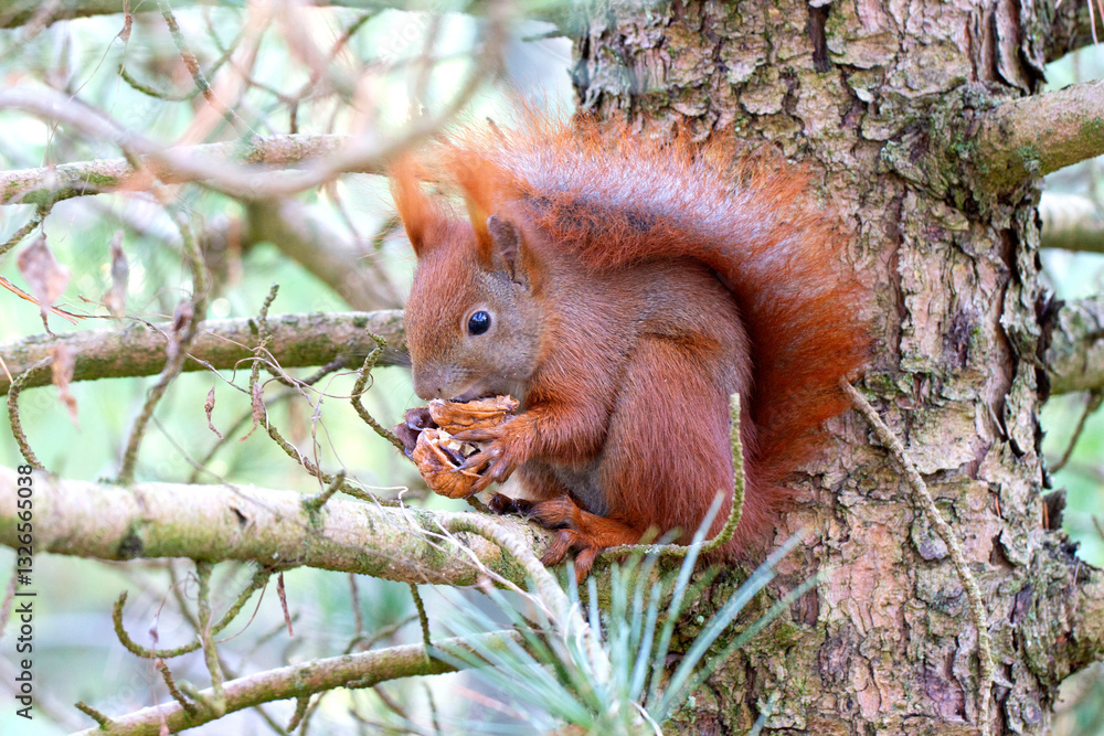 Obraz premium squirrel on tree